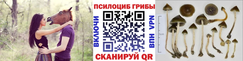 Галлюциногенные грибы GOLDEN TEACHER  Кировград 